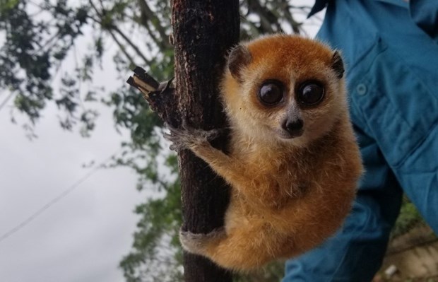 Quang Nam élargir l habitat et diversifier les sources de nourriture pour les animaux rares
